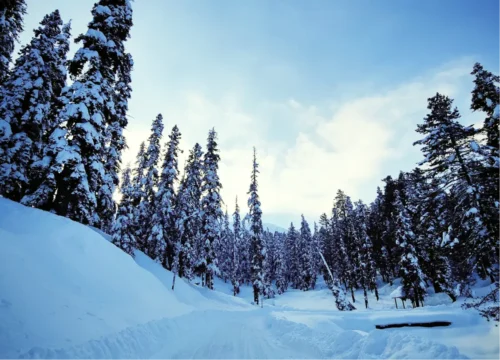 Exotic Kashmir Winter Escape - Featuring Gulmarg Valley Voyagers 3