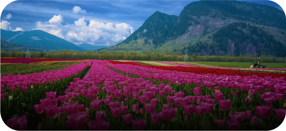 Tulip Garden