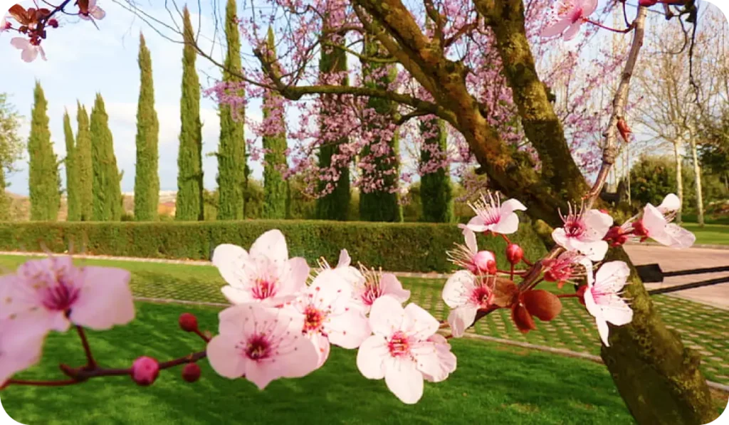 Badam Wari – The Almond Blossom Garden