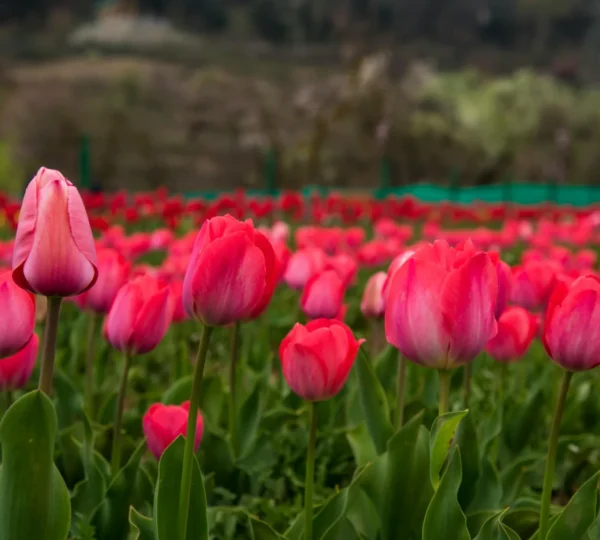 The Kashmir Tulip Festival: A Blooming Marvel of Nature