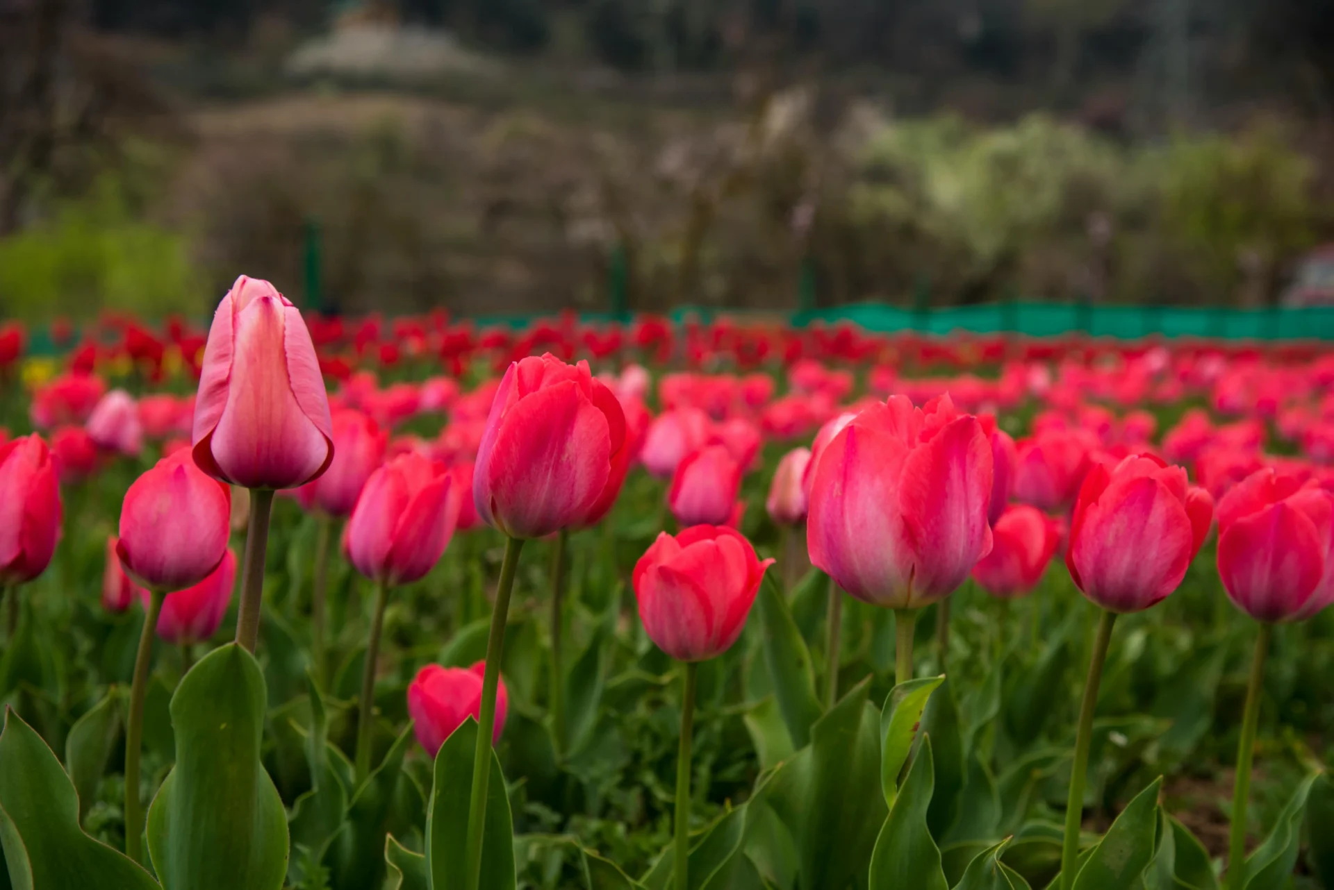 Tulip Garden